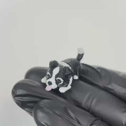 Kira (Border Collie)