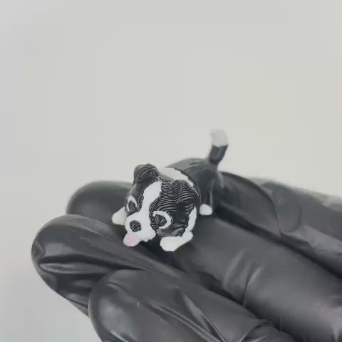 Kira (Border Collie)